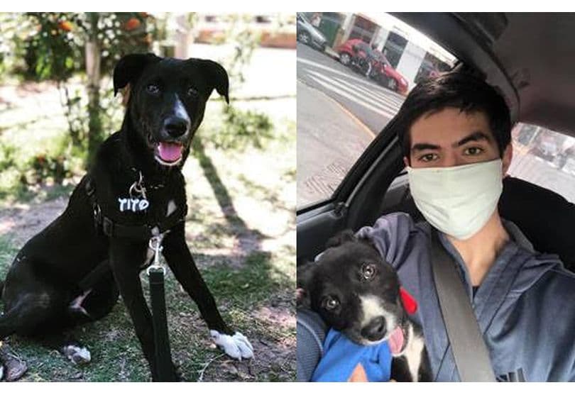 Voluntariado: colaboradores de MetLife transitan y adoptan perros y gatos en situación de calle